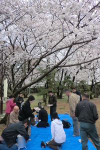 徳島中央公園、満開です！