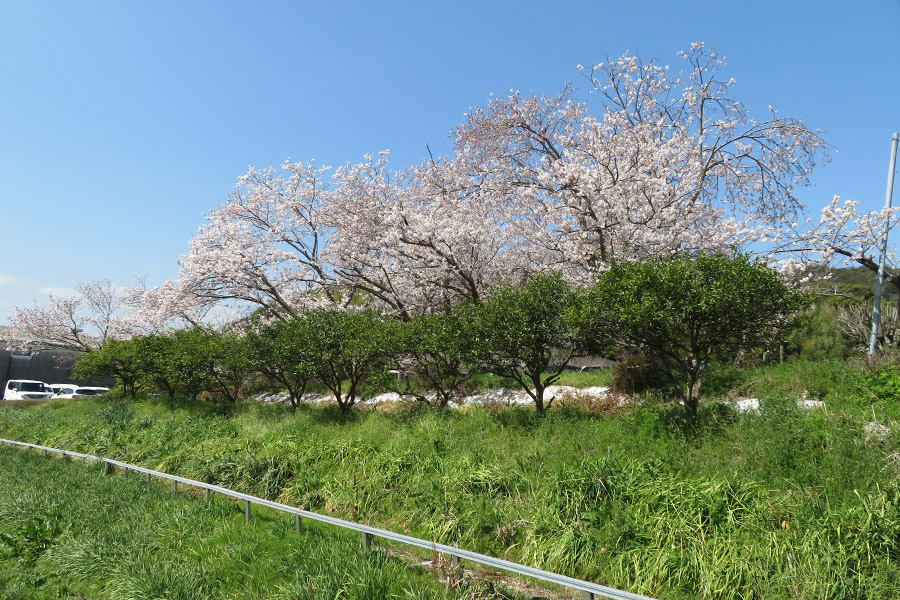高台駐車場桜並木