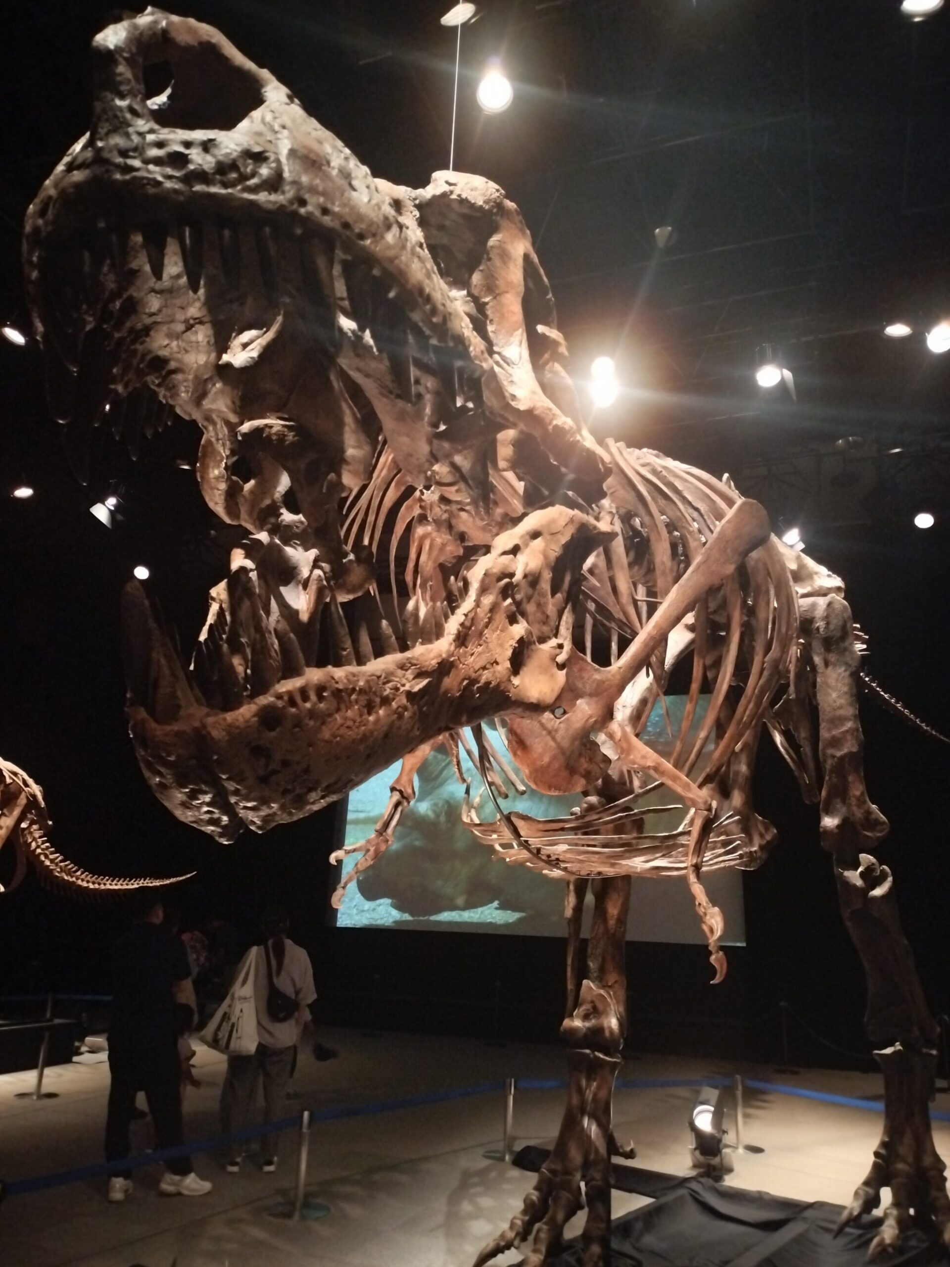 オデカケザウルス🦖🦕 - 医療法人青樹会 城南病院 オデカケザウルス🦖🦕 - 医療法人青樹会 城南病院